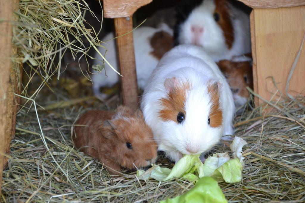 Feriendorf Ponyhof Ξενοδοχείο Fusch an der Grossglocknerstrasse Εξωτερικό φωτογραφία